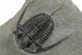 Beautiful Spiny Cyphaspis Trilobite - Morocco #312264-1